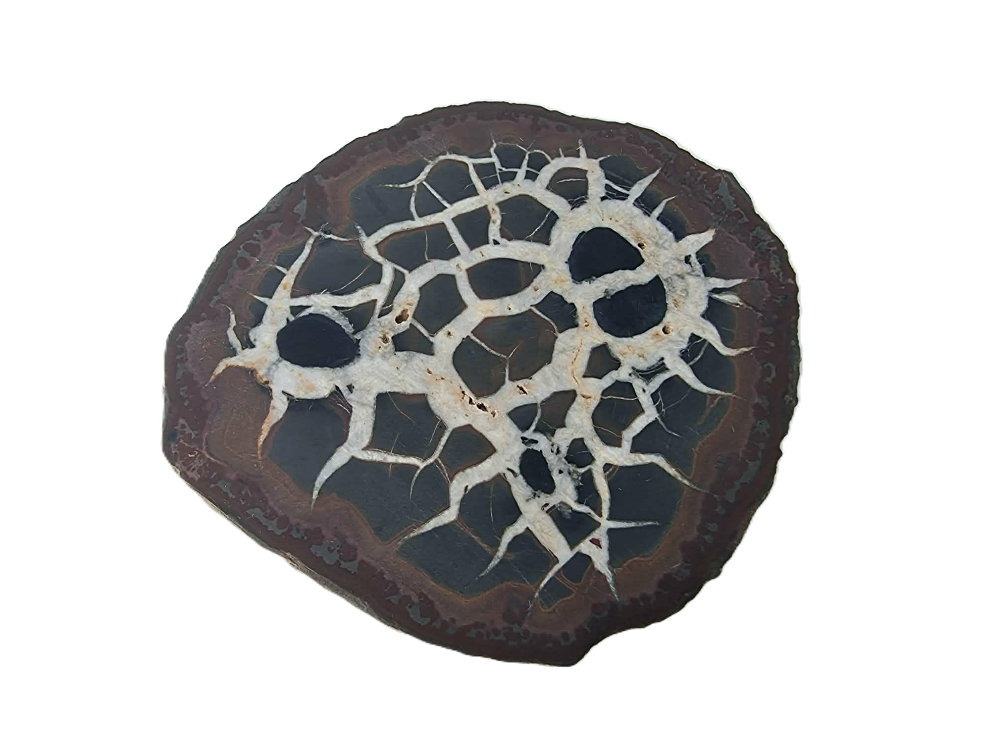 Nodule de Septaria